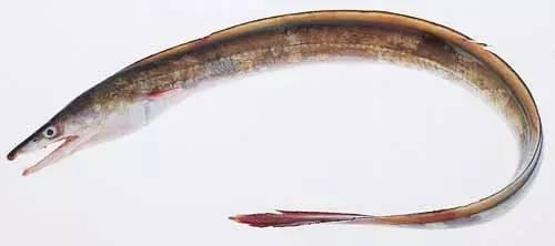 日本鰻魚陷入絕境？捕獲量?jī)H為去年同期的1%！