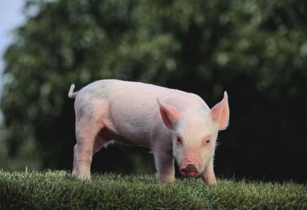 2017年全球豬肉產(chǎn)量11103.4萬噸，增長(zhǎng)0.97%