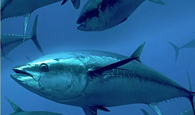 “醬油第一股”加加食品進(jìn)軍水產(chǎn)？