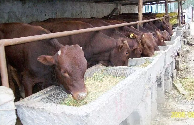 養(yǎng)牛賠錢，不養(yǎng)牛斷貨，“公司+農(nóng)戶”進(jìn)退兩難！