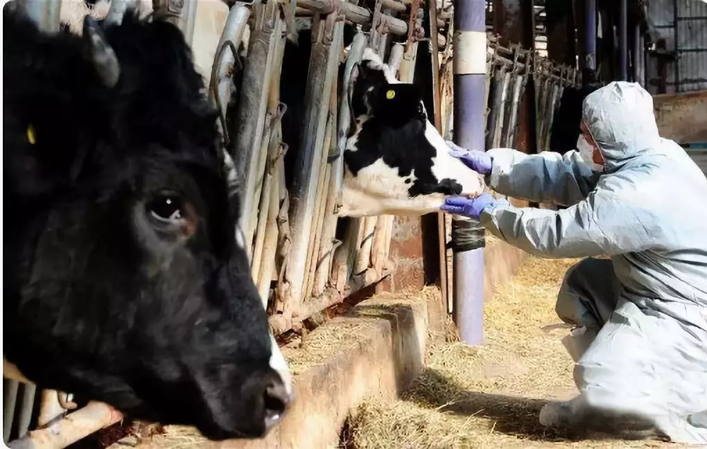 最新！安徽宣城發(fā)生非洲豬瘟疫情 炭疽豬瘟瘋牛病之間有關(guān)聯(lián)嗎