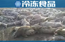 農(nóng)業(yè)農(nóng)村部通報河北首例非洲豬瘟疫情！“豬”又告急，“肉”更難安！