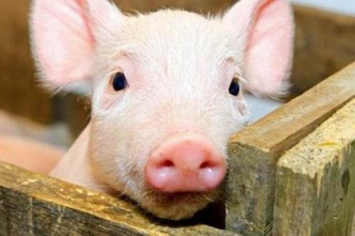 關注 | 非洲豬瘟檢測實驗室咋建？這份指南安排的明明白白