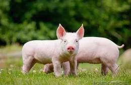  看好“二師兄”錢景，唐人神擬投資3億元建生豬養(yǎng)殖屠宰項(xiàng)目