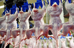 我國雞肉進口量持續(xù)增加，30家俄企獲得對華出口許可