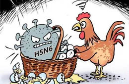 新疆發(fā)生一起H5N6禽流感疫情，已撲殺11910只