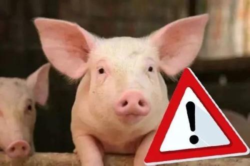 有效率不低于92%的非洲豬瘟疫苗研制成功？！