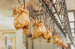 漂泊38年后花800萬“贖回”，道口燒雞老字號“義興張”商標完璧歸趙