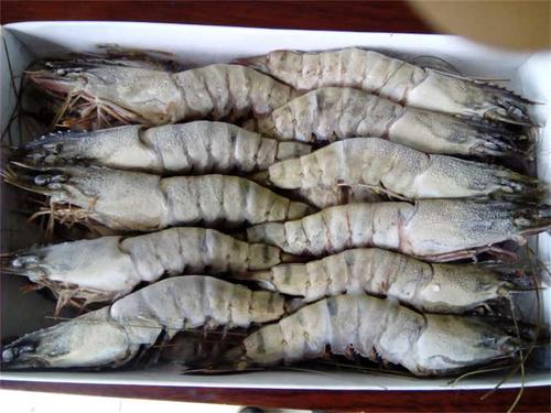 越南蝦價(jià)格恐將上漲！下半年需求量強(qiáng)勁增長(zhǎng)，出口呈現(xiàn)復(fù)蘇跡象