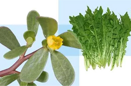 薺菜之后，蒲公英、馬齒莧入餡，野菜概念類產(chǎn)品能否野蠻生長？