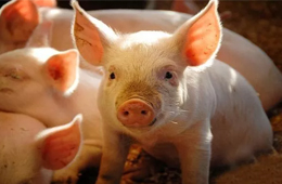 雛鷹農(nóng)牧VS牧原股份：河南兩兄弟，同養(yǎng)豬怎就不同命？