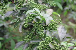 小藤椒有大魔力，今年食品圈流行藤椒味兒！