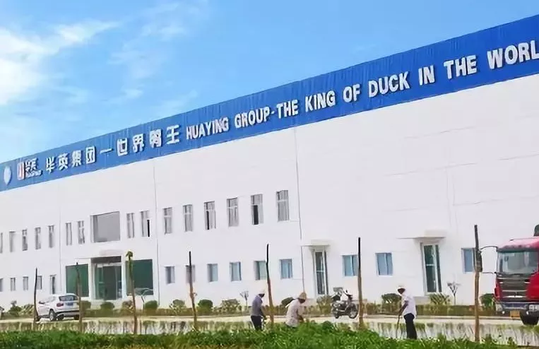 “鴨王”華英售賣肉雞板塊，“雞王”圣農(nóng)業(yè)績大增236.91%