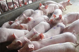 飛上天的“二師兄”！新希望、溫氏、牧原等9月生豬銷量大比拼