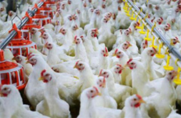 圣農(nóng)發(fā)展凈利飆升170%！2020年超級(jí)雞周期還會(huì)繼續(xù)嗎？