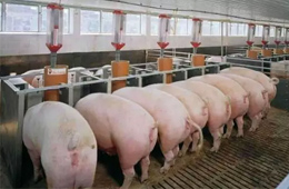 數(shù)據(jù) | 九大上市豬企2019生豬出欄量大比拼，誰是“第一豬倌”？