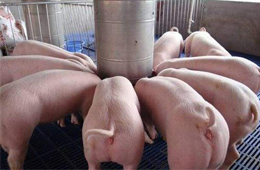 關(guān)注丨養(yǎng)豬暴富！溫氏股份2019年預(yù)計(jì)凈利138億元~143億元