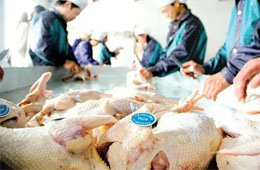 關(guān)注丨活禽交易，放開還是禁止？問題難在哪里？