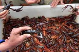 活蝦價格猛跌5成，出口訂單銳減6成，疫情下的小龍蝦還能“火”嗎？