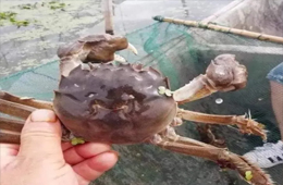 大閘蟹過完中秋不“香”了？價(jià)格一路下跌甚至“腰斬”！