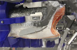 三文魚、白肉魚等水產(chǎn)品自動化加工升級加速！