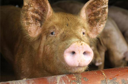 二師兄坐“火箭”，26地豬價(jià)飄紅，到底要沖到多少錢(qián)呢？