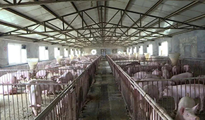 養(yǎng)豬大省河南哪里豬最多？駐馬店、周口、南陽排前三