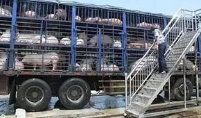  3月份6起非瘟5起屬違規(guī)調(diào)運(yùn)，今日起生豬跨區(qū)禁運(yùn)，豬價會翻身大漲嗎？