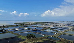 全國(guó)60%的蝦滑產(chǎn)自這里，“北海蝦滑”為何能成功出圈？