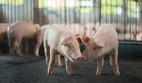 豬企3月出欄量大增，第三輪豬肉收儲(chǔ)完成，豬價(jià)繼續(xù)探底？
