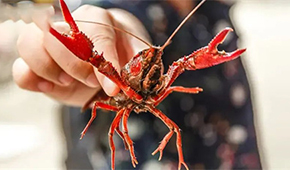 總產(chǎn)值超4221億！中國小龍蝦產(chǎn)業(yè)發(fā)展報(bào)告（2022）發(fā)布