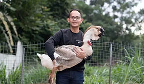 從養(yǎng)“鵝王”到做鵝丸，深挖一只鵝的潛力，這家潮汕企業(yè)下足功夫