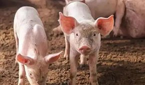 9月投放儲備肉20萬噸，創(chuàng)歷史新高；肉價要漲，食企準備好了嗎？