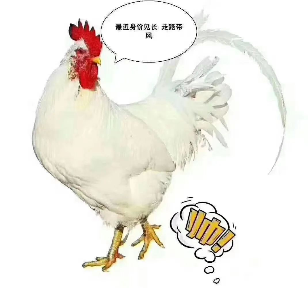 1665626242449707.jpg 1665626242449707.jpg