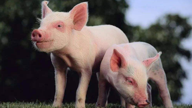 豬價(jià)進(jìn)入過度上漲一級預(yù)警區(qū)間；第六批國儲肉即將投放