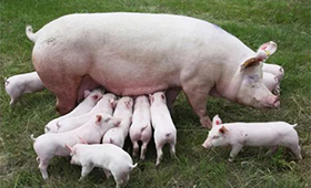 第7批中央豬肉儲(chǔ)備將投放，豬價(jià)連漲凍品廠商承壓