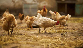  圣農(nóng)、溫氏、益生：誰能成為“雞中茅臺”？