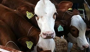 暫停28天后，巴西牛肉重返中國市場！