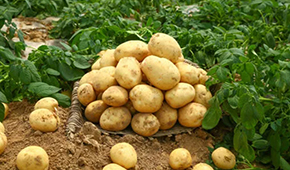 狼牙鍋巴、珍珠土豆、芝士焗土豆…掘金小吃供應(yīng)鏈，小土豆“長成”大產(chǎn)業(yè)