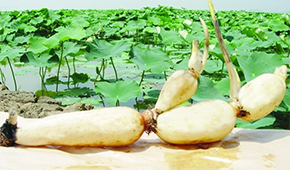 安井、正大、雙匯、荷仙、華貴等爭相入局，蓮藕預(yù)制菜為啥如此受歡迎？