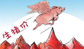 豬價(jià)連漲，有望“破9沖10”？牧原、溫氏、德康：下半年會(huì)更好