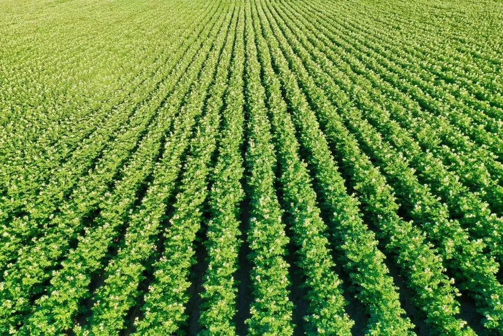 1733969515776325.jpg 1733969515776325.jpg