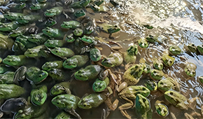 原料價(jià)格持續(xù)上漲，今年牛蛙市場(chǎng)要“?！逼饋恚?/>
                </div>
                <div   id=