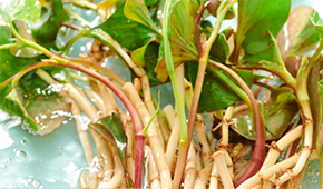 香菜面、折耳根拌面、辣條拌面…揭秘白象“瘋感”產(chǎn)品的設(shè)計(jì)故事