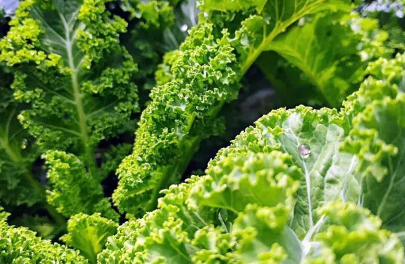 白象、袁記、三全、思念…紛紛盯上羽衣甘藍，“超級植物”開始席卷速凍食品？